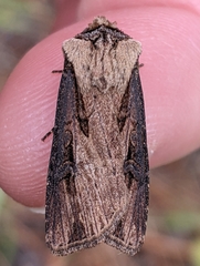 Agrotis antica
