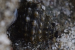 Echinolittorina tuberculata