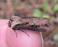 Agrotis antica
