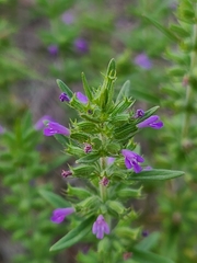 Hedeoma hispida