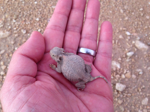 Phrynosoma modestum