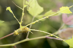 Scopelodes contracta