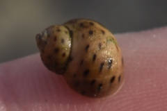 Echinolittorina mespillum