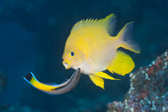 Amblyglyphidodon aureus