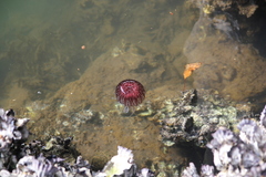 Scyphozoa