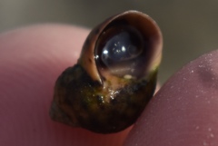 Echinolittorina mespillum