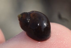 Echinolittorina mespillum