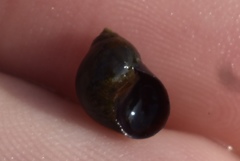 Echinolittorina mespillum