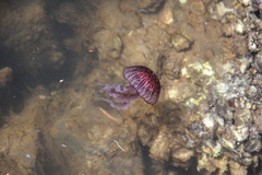 Scyphozoa