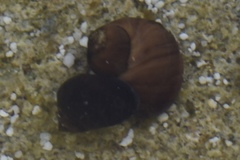 Echinolittorina mespillum