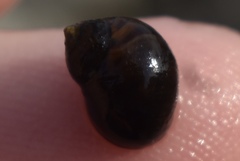 Echinolittorina mespillum