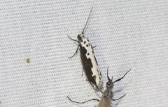 Ethmia semilugens