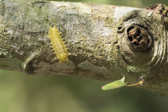 Scopelodes contracta