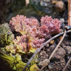 Ramaria botrytis