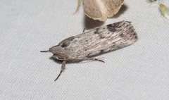 Oncocnemidinae
