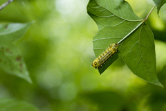 Scopelodes contracta