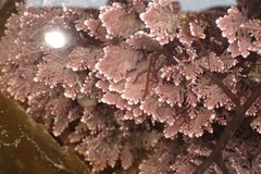 Corallina pinnatifolia