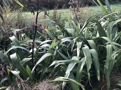 Phormium cookianum