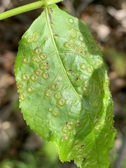 Phylloxera foveola
