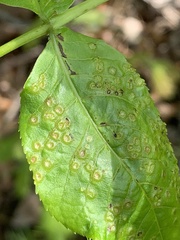 Phylloxera foveola