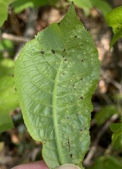 Phylloxera foveola
