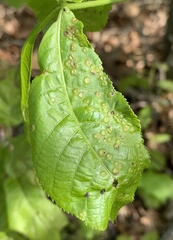 Phylloxera foveola