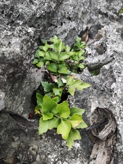 Asplenium saxicola