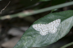 Catoria sublavaria