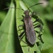 Alydidae - Photo (c) James Bailey, μερικά δικαιώματα διατηρούνται (CC BY-NC), uploaded by James Bailey