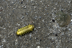 Scopelodes contracta