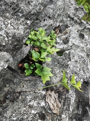 Asplenium saxicola