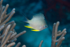 Amblyglyphidodon orbicularis