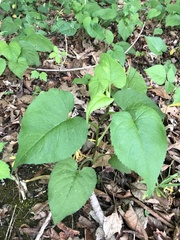 Eurybia schreberi