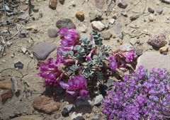 Astragalus chamaeleuce