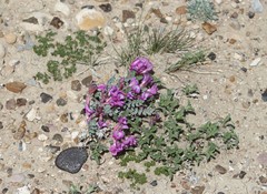 Astragalus chamaeleuce
