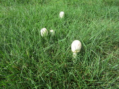 Chlorophyllum molybdites