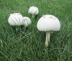 Chlorophyllum molybdites