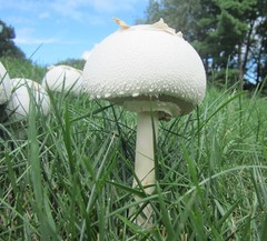 Chlorophyllum molybdites
