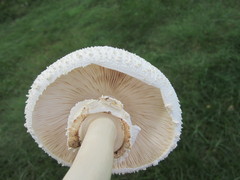 Chlorophyllum molybdites