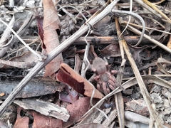 Neischnocolus panamanus