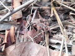 Neischnocolus panamanus