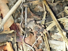 Neischnocolus panamanus