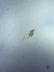 Nemapogon granella