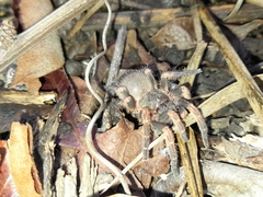 Neischnocolus panamanus