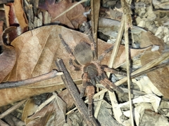 Neischnocolus panamanus