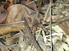 Neischnocolus panamanus