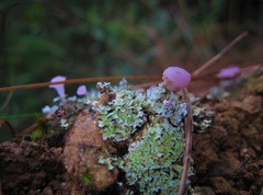 Phyllobaeis imbricata