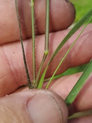 Dichanthelium consanguineum