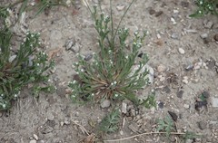 Pectocarya penicillata