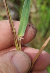 Dichanthelium consanguineum